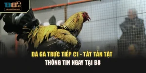 Đá Gà Trực Tiếp C1 - Tất Tần Tật Thông Tin Ngay Tại B8