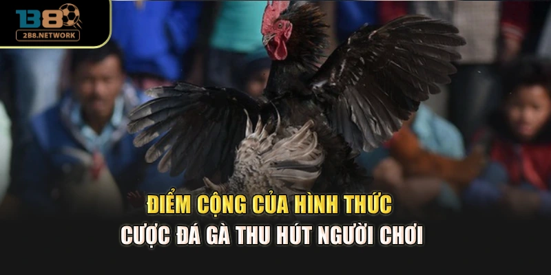 Điểm cộng của hình thức cược đá gà thu hút người chơi