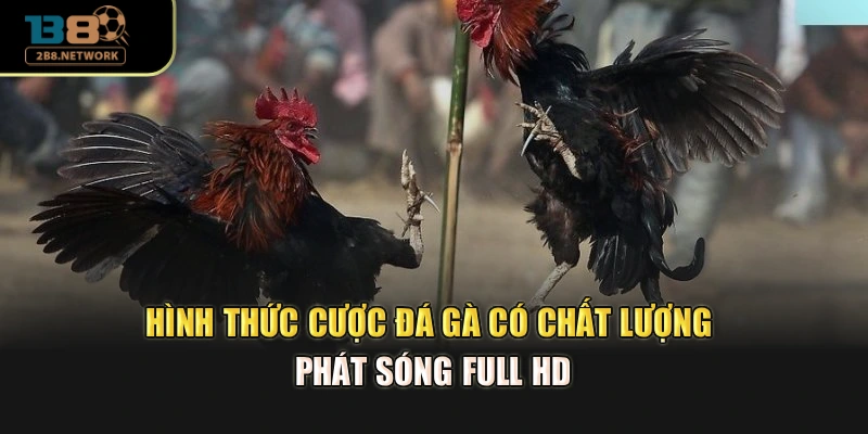 Hình thức cược đá gà có chất lượng phát sóng full HD