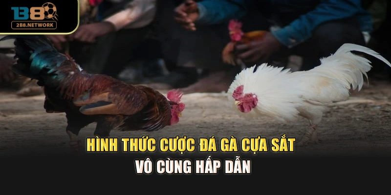 Hình thức cược đá gà cựa sắt vô cùng hấp dẫn