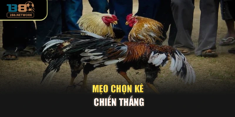 Mẹo chọn kê chiến thắng