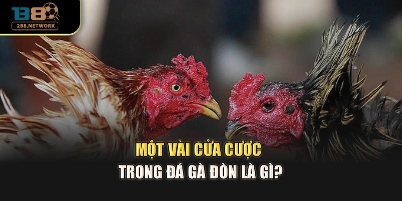 Một vài cửa cược trong đá gà đòn là gì?