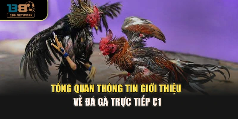 Tổng quan thông tin giới thiệu về đá gà trực tiếp C1